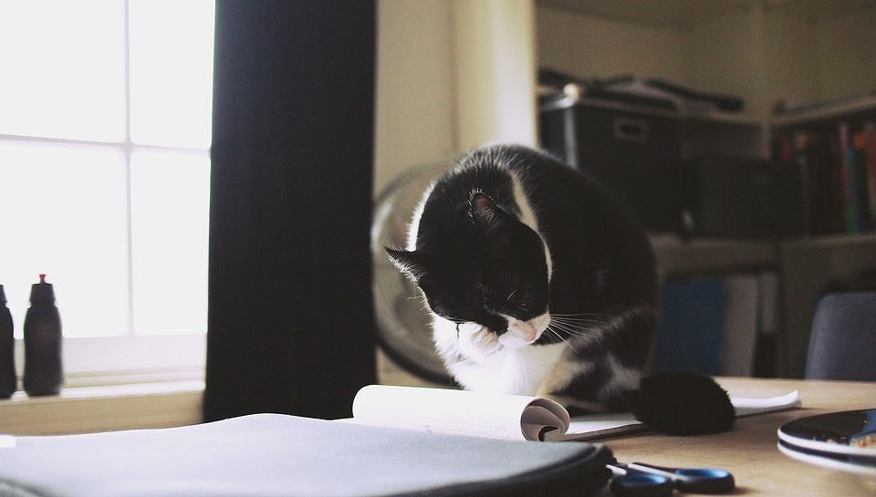 Katt är ett lämpligt husdjur i lägenhet